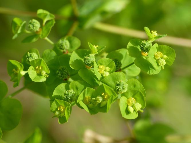 Euphorbe raide (Euphorbia stricta) © Morvan Debroize