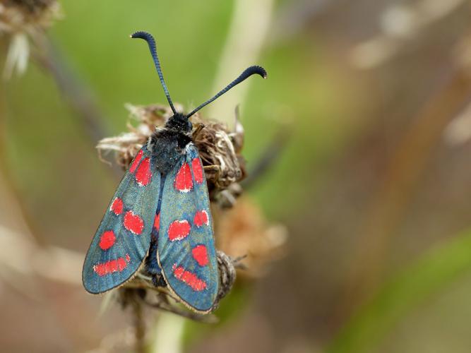 Zygène du Sainfoin (Zygaena carniolica) © Morvan Debroize