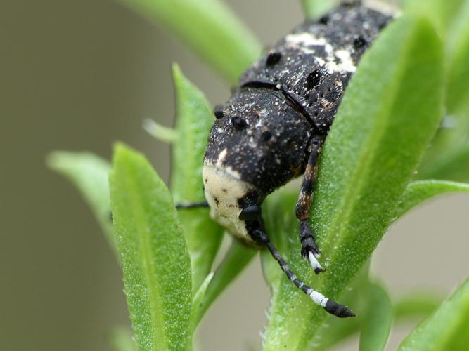 Platystomos albinus © Morvan Debroize