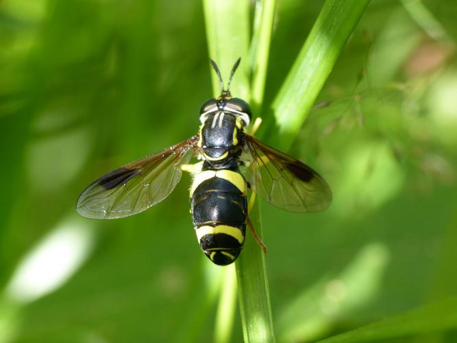 Chrysotoxe à double ceinture (Chrysotoxum bicinctum) © Morvan Debroize