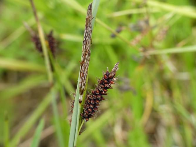 Laîche glauque (Carex flacca) © Morvan Debroize