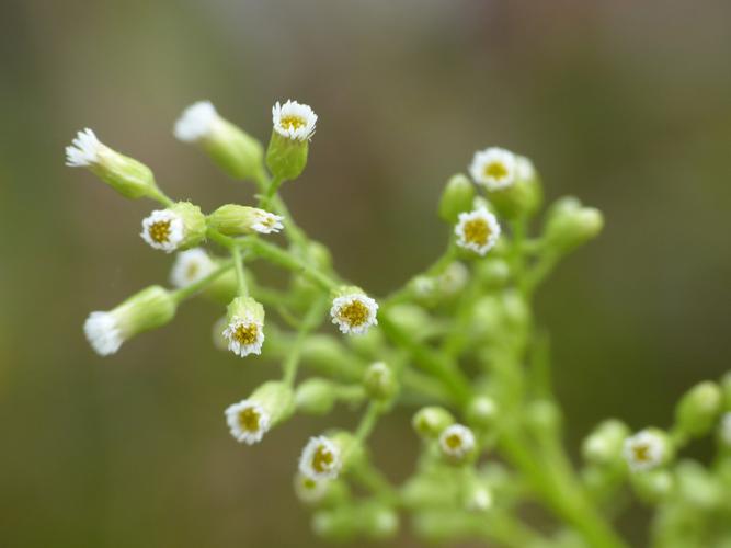 Conyze du Canada (Erigeron canadensis) © Morvan Debroize