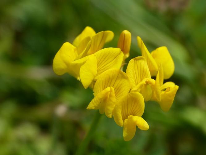 Hippocrepis à toupet (Hippocrepis comosa), fleurs © Morvan Debroize