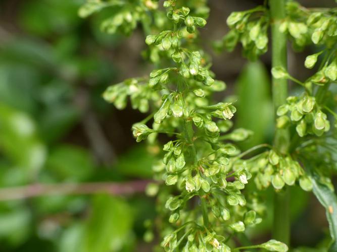 Rumex crépu (Rumex crispus) © Morvan Debroize