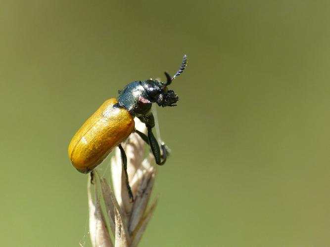 Labidostomis longimana © Morvan Debroize