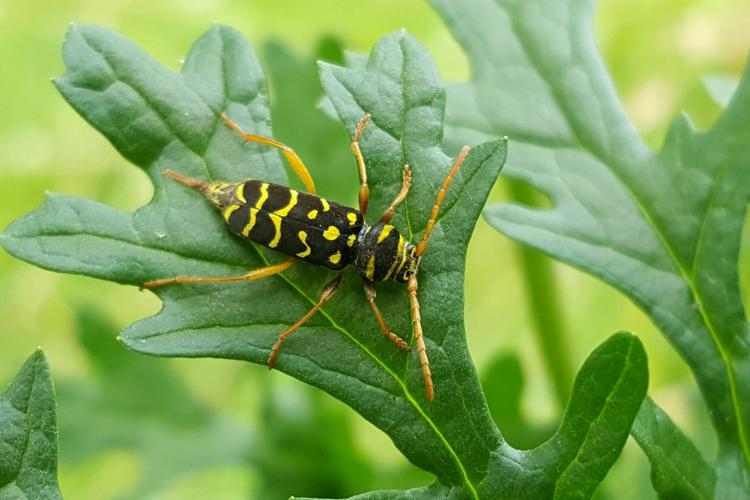 Clyte arqué (Plagionotus arcuatus) © Rémi Jardin