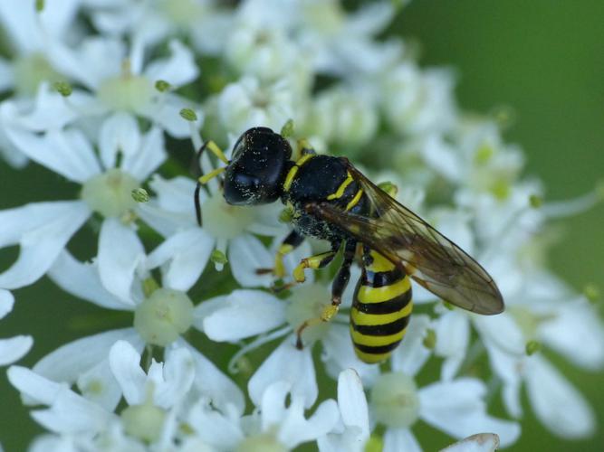 Ectemnius lituratus © Morvan Debroize