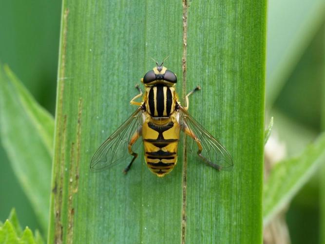 Hélophile suspendu (Helophilus pendulus) femelle © Morvan Debroize