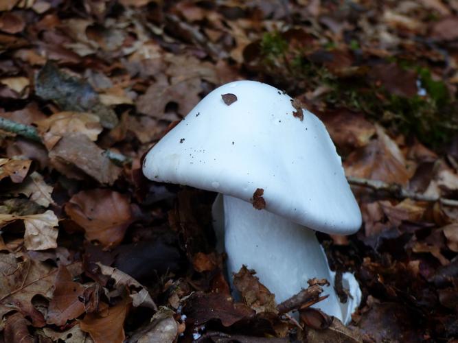 Amanite vireuse (Amanita virosa) © Morvan Debroize