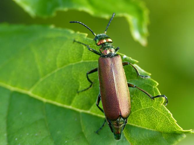 Mouche d'Espagne (Lytta vesicatoria) © Morvan Debroize