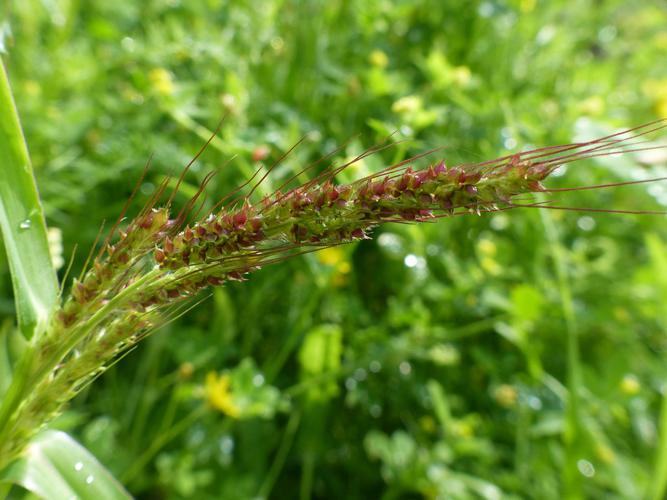 Echinochloé Pied-de-coq (Echinochloa crus-galli) © Morvan Debroize