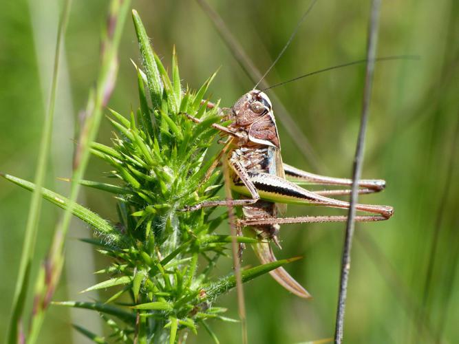 Decticelle des bruyères (Metrioptera brachyptera) © Morvan Debroize