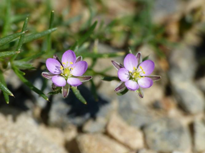 Sabline rouge (Spergula rubra), fleurs © Morvan Debroize