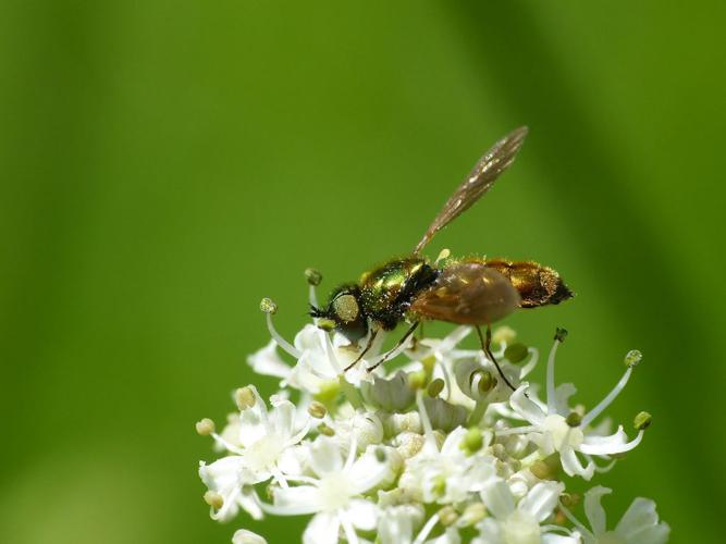 Chloromyie agréable (Chloromyia formosa), mâle © Morvan Debroize