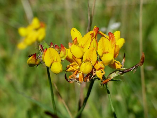 Lotier des marais (Lotus pedunculatus) © Morvan Debroize