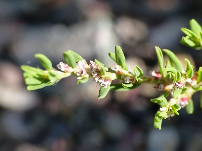 Renouée des oiseaux (Polygonum aviculare), fleurs et feuilles © Morvan Debroize