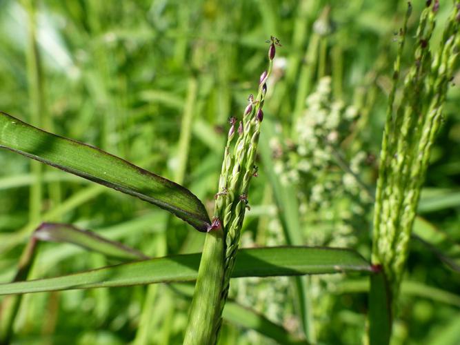 Digitaire sanguine (Digitaria sanguinalis) © Morvan Debroize