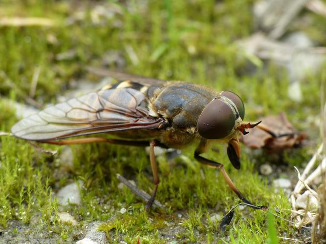 Taon des Sudètes (Tabanus sudeticus) © Morvan Debroize