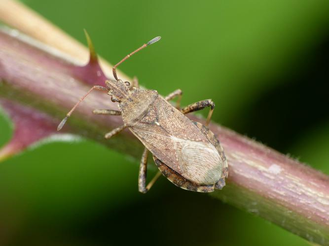 Ceraleptus gracilicornis © Morvan Debroize