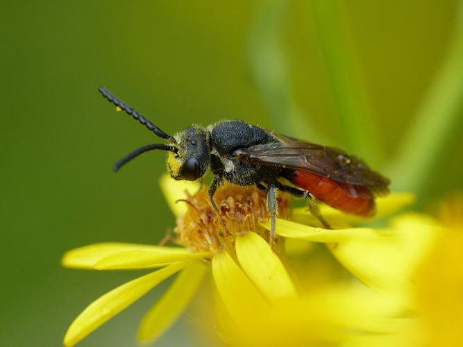 Sphecodes sp. © Morvan Debroize