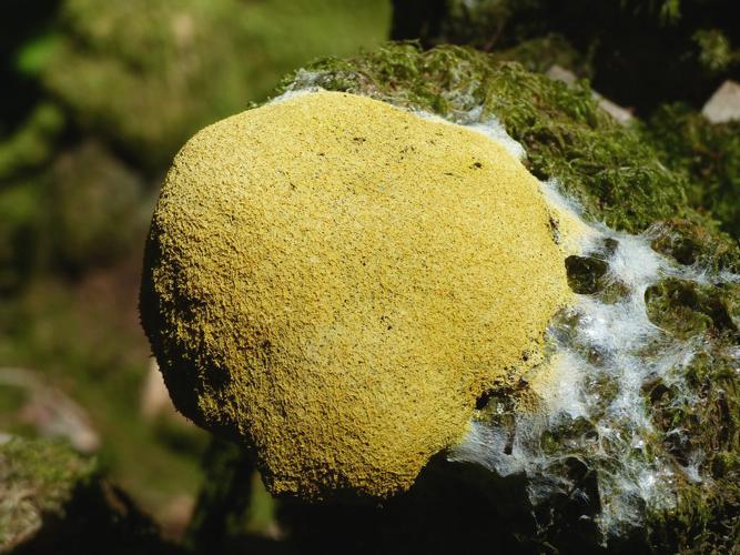 Myxomycète vomi de chien (Fuligo septica) © Morvan Debroize