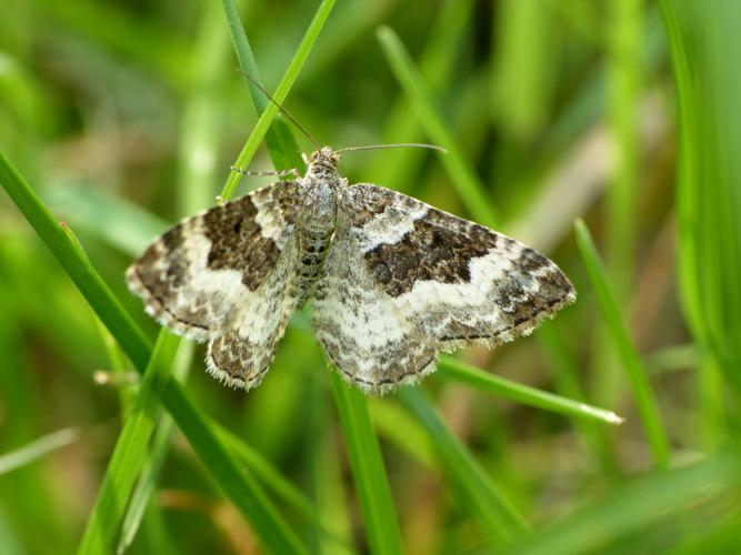 l'Alternée (Epirrhoe alternata) © Morvan Debroize