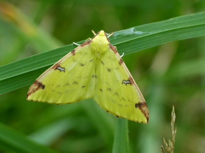 Citronnelle rouillée (Opisthograptis luteolata) © Morvan Debroize