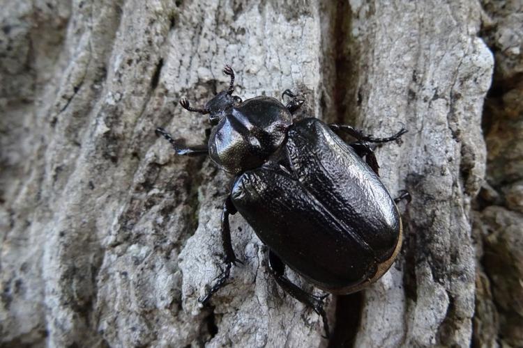 Pique-prune (Osmoderma eremita) © Maïwenn Saint-Léger