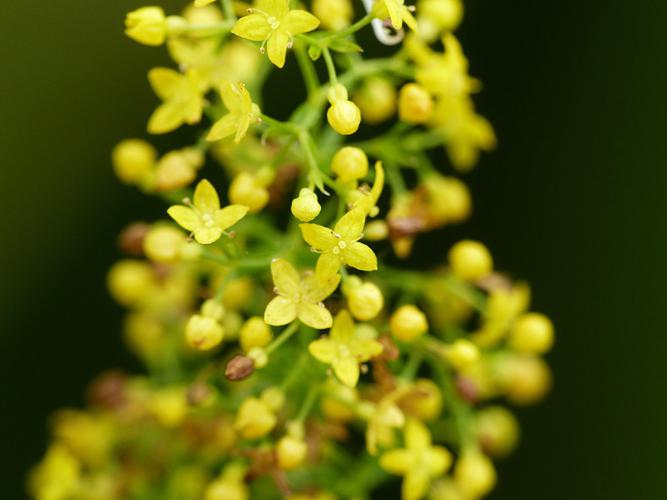 Gaillet jaune (Galium verum), détail fleurs © Morvan Debroize