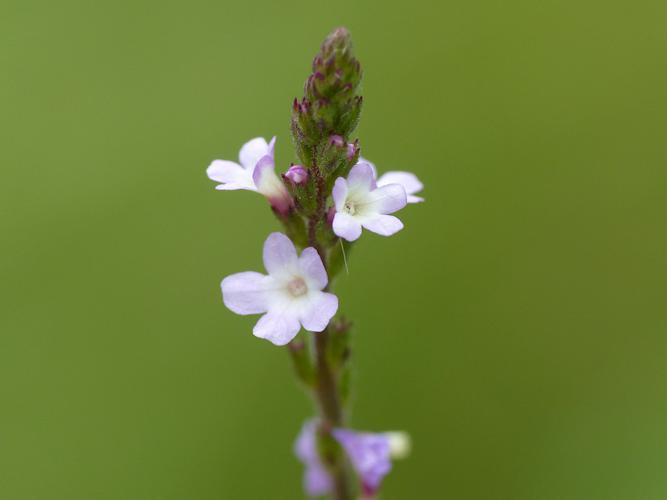 Verveine officinale (Verbena officinalis) © Morvan Debroize