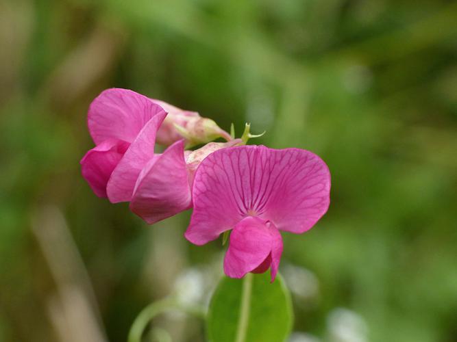 Gesse tubéreuse (Lathyrus tuberosus), fleurs © Morvan Debroize