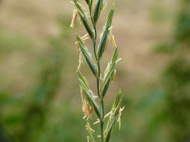 Chiendent commun (Elytrigia repens) © Morvan Debroize