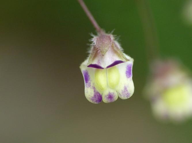 Linaire élatine (Kickxia elatine), fleur © Morvan Debroize