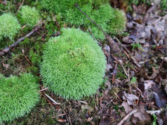 Coussinet des bois (Leucobryum glaucum) © Mathilde Collet