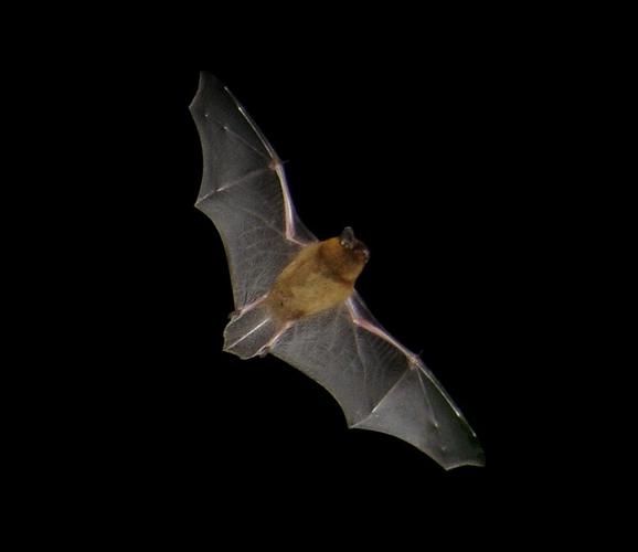 Pipistrelle commune (Pipistrellus pipistrellus) © Barracuda1983