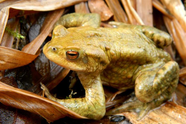 Crapaud commun (Bufo bufo) © Morvan Debroize