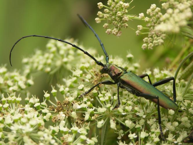 Aromie musquée (Aromia moschata) © Sylvain Montagner