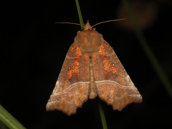 La Découpure (Scoliopteryx libatrix) © Sylvain Montagner