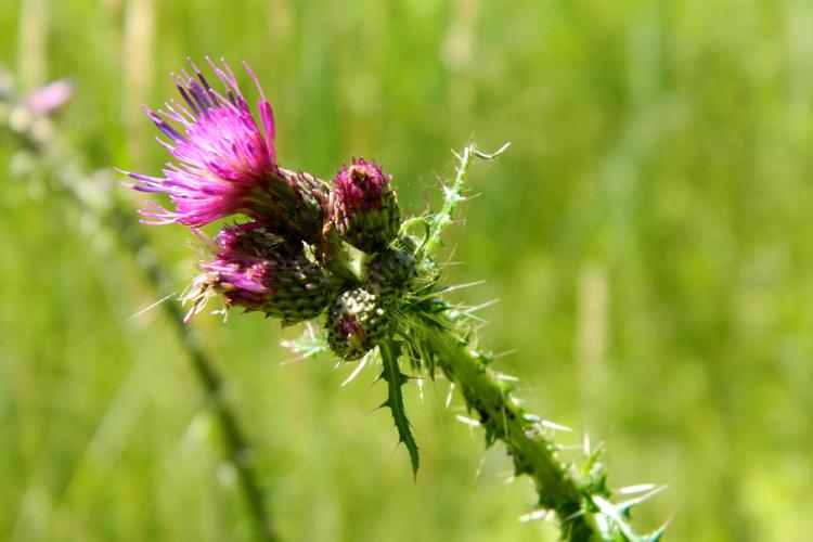 Cirse des marais (Cirsium palustre) © Morvan Debroize