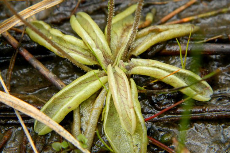 Grassette du Portugal (Pinguicula lusitanica) © Morvan Debroize