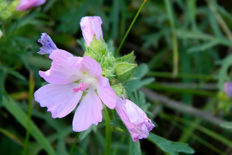 Mauve musquée (Malva moschata) © Morvan Debroize