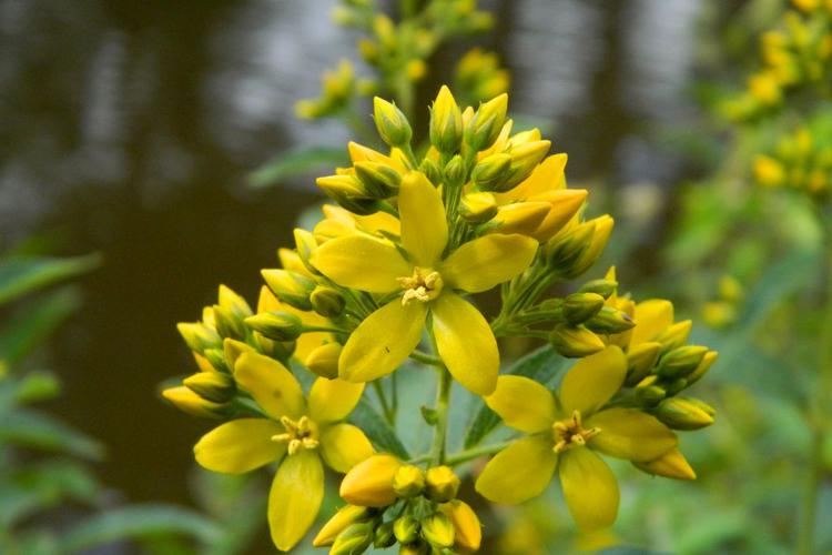 Lysimaque commune (Lysimachia vulgaris) © Morvan Debroize