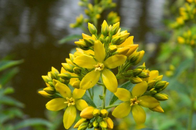 Lysimaque commune (Lysimachia vulgaris) © Morvan Debroize