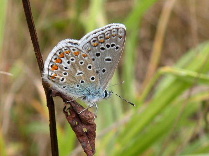 Azuré de la Bugrane (Polyommatus icarus) © Morvan Debroize