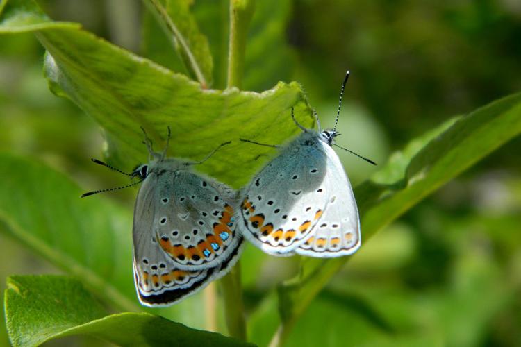 Moyen argus (Plebejus idas) © Morvan Debroize