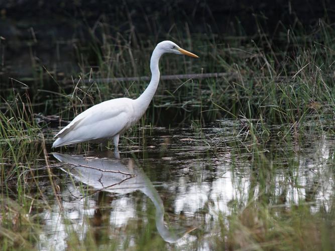 Grande Aigrette (Ardea alba) © Sylvain Montagner