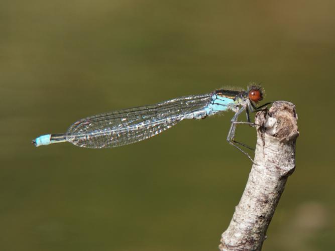 Naïades aux yeux rouges (Erythromma najas) © Sylvain Montagner