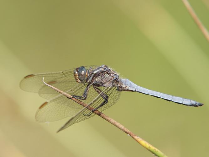 Orthétrum bleuissant (Orthetrum coerulescens) - mâle © Sylvain Montagner