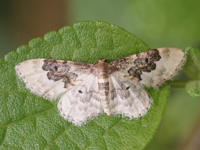 Idaea rusticata © Sylvain Montagner