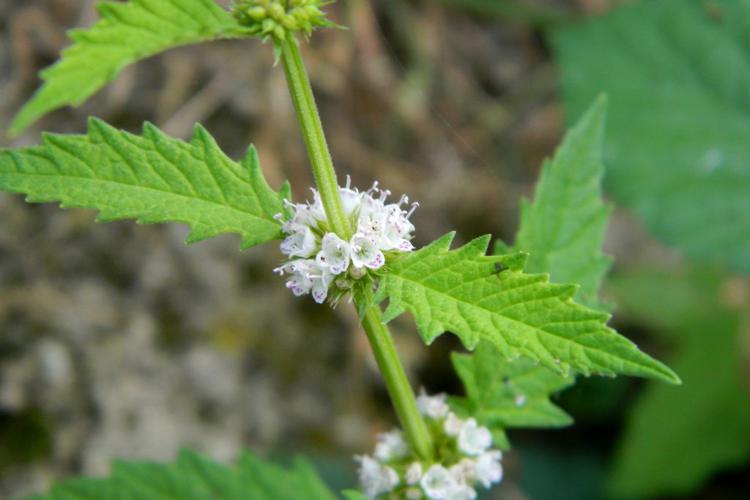 Lycope d'Europe (Lycopus europaeus) © Morvan Debroize